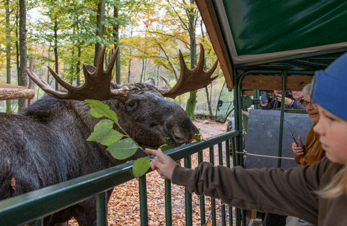 Fodring af elge i Söderåsens Elgpark